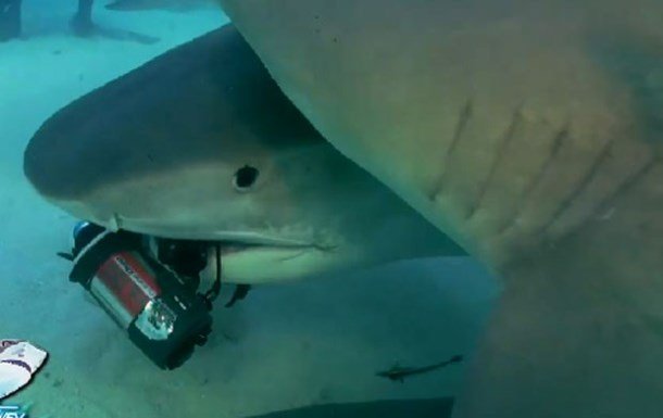 Cena ocorreu quando grupo de pesquisadores mapeava tubarões-tigre na costa de Bahamas (Foto: Reprodução/Facebook/Guy Harvey)