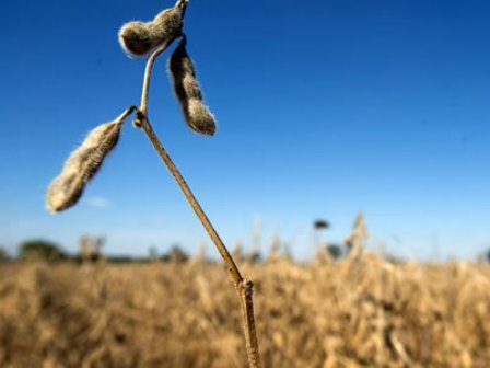 Previsão é que haja produção de 198,3 milhões de toneladas de cereais, leguminosas e oleaginosas (Foto: Ty Wright/Bloomberg)