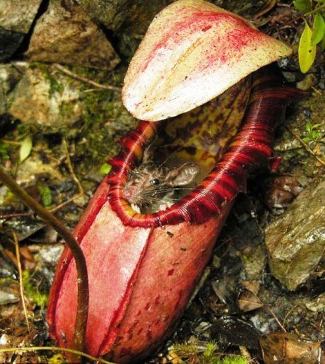 A espécie de planta carnívora gigante pode ultrapassar um metro de altura