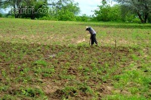 Agricultor em Milagres 