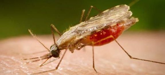 malaria