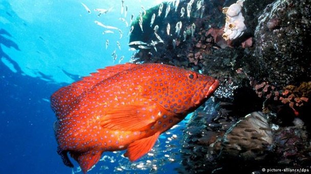 peixe
