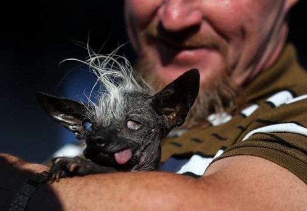 cachorro_animal