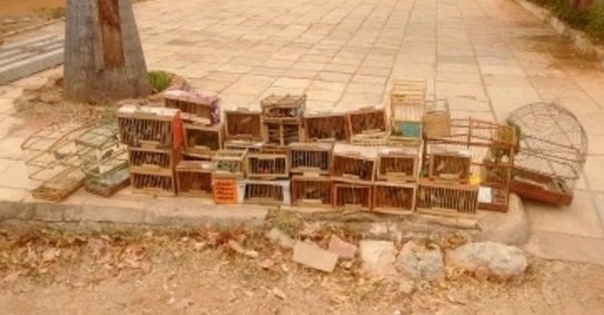 BPMA apreende mais de 100 aves silvestres (Foto : Divulgação)