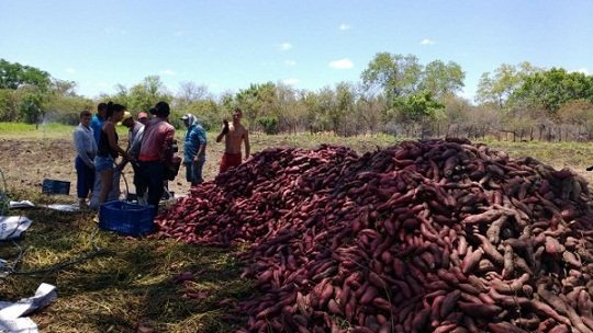 O cultivo de batata-doce só é possível com a ajuda da irrigação (Foto: Divulgação)