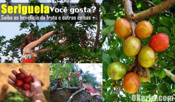 Imagens Google Imagens e Youtube | Shirley no pé de Seriguela
