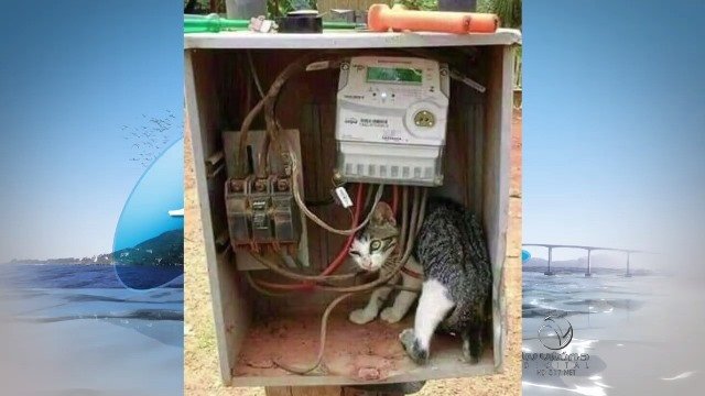 Gato de Energia