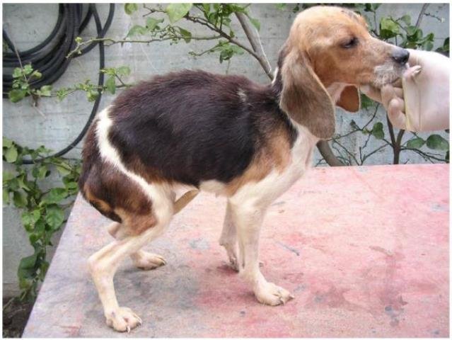 calazar_canina