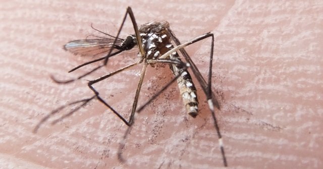 Mosquito Aeads