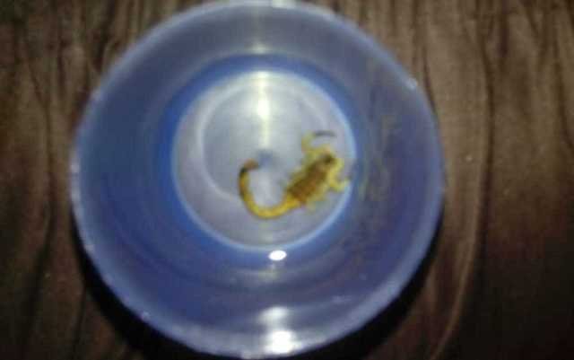 Escorpião que picou a bebe