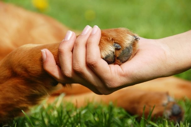 líder-da-matilha-cachorro